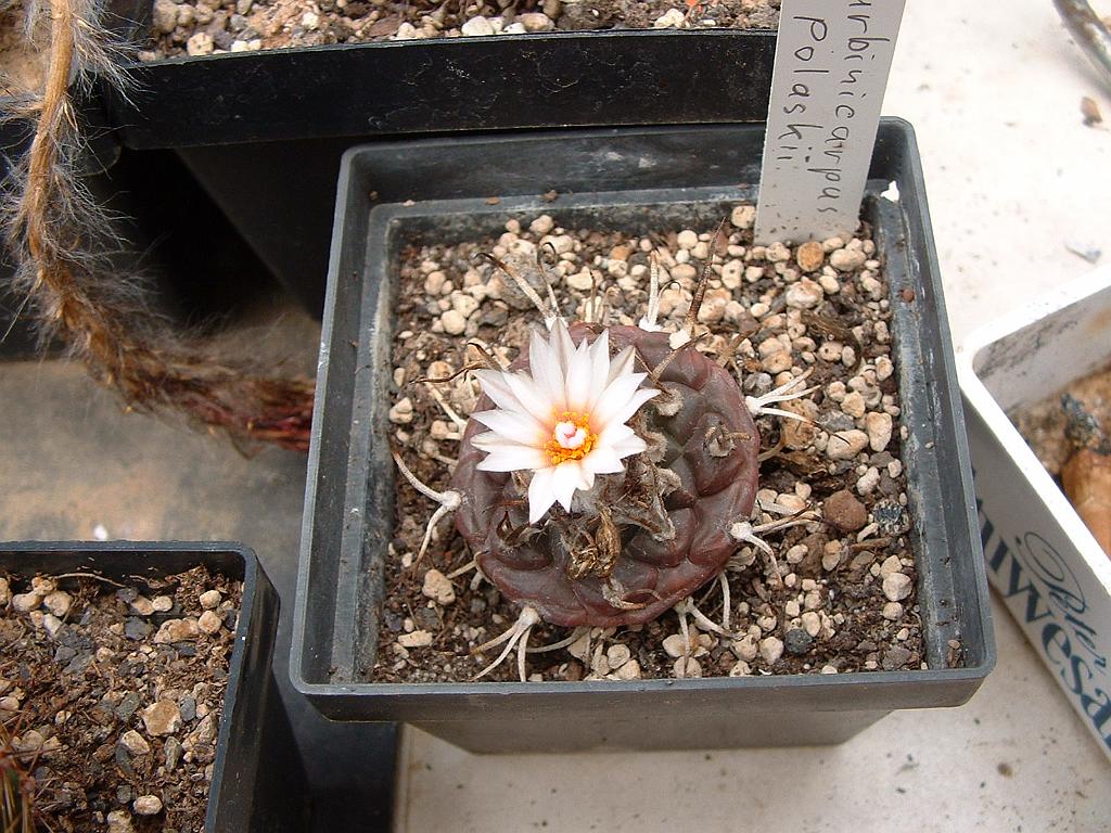 Turbinicarpus polaskii.JPG